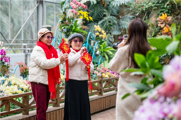 “好巳花升”繪蘭圖 武漢植物園花漾年味迎新春