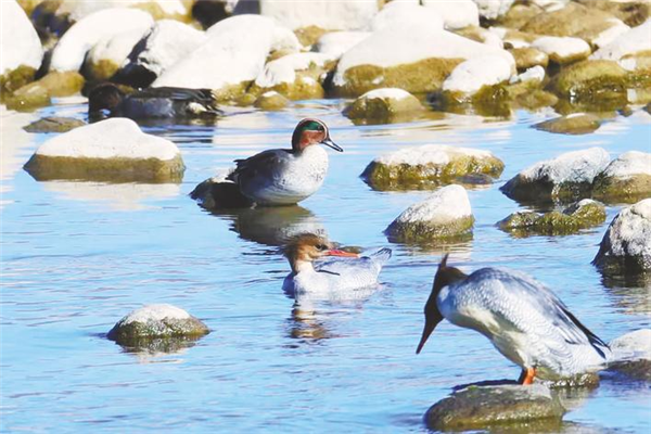 十堰丹江口庫區發現野生鳥類369種