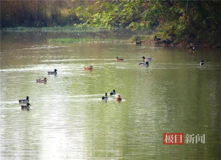 孝感朱湖國家濕地公園萬鳥翔集盡顯生態之美