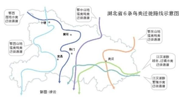 全國3個遷徙區湖北省橫跨2個 湖北6條路線保護百萬候鳥越冬