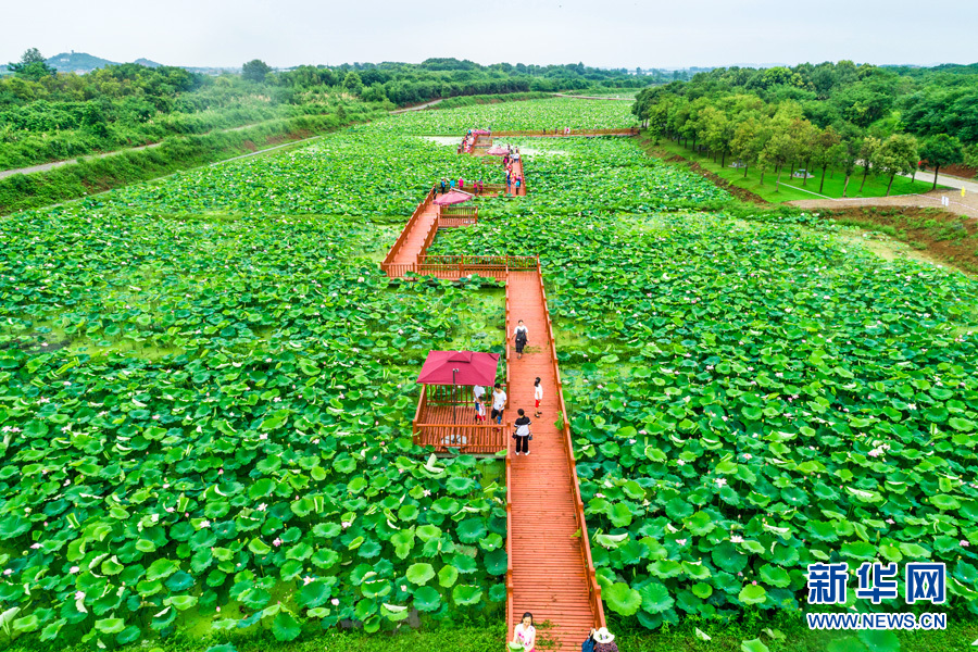 美麗怡山灣 荷花滿園香