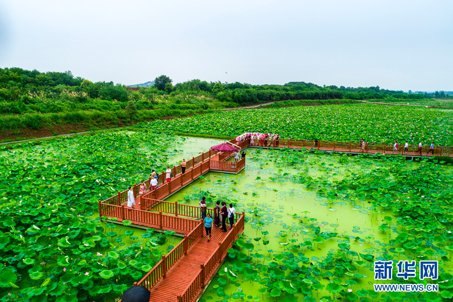 美麗怡山灣 荷花滿園香