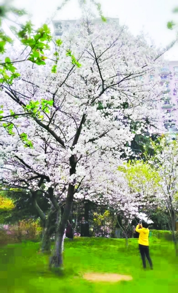 武漢的春花集體遲到了