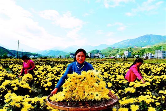 湖北通城：低丘崗地開出致富花