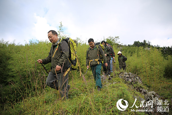 綠水青山間傳來生態迴響——神農架“進退”之間“煥”新顏