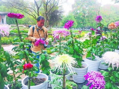 武漢植物園菊花展開幕 千余菊花品種美美亮相