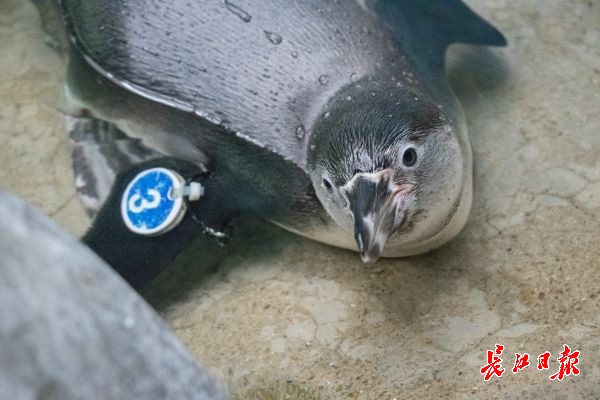 武漢動物園推出“寶寶遊線” 是12歲小園長親測力薦的