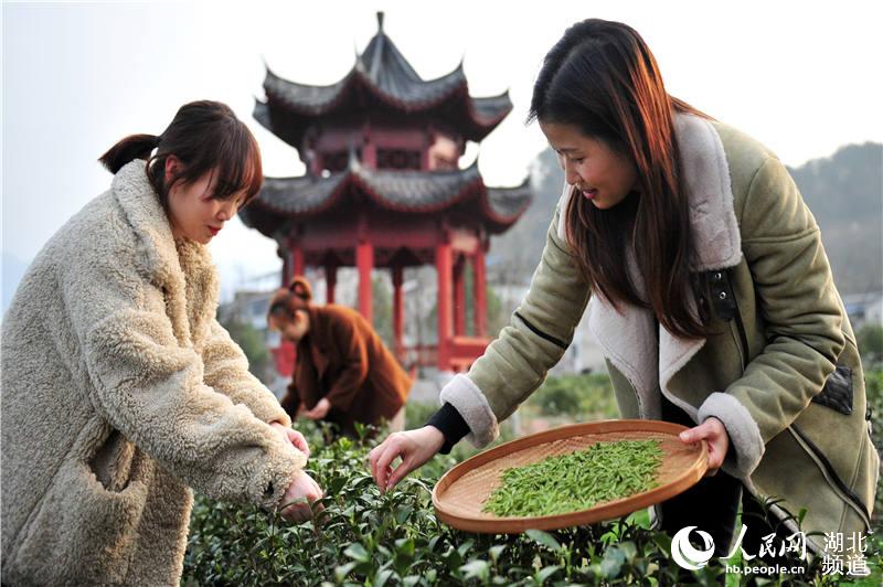 湖北宜昌：體驗春茶生産崗 一線互助慶“三八”