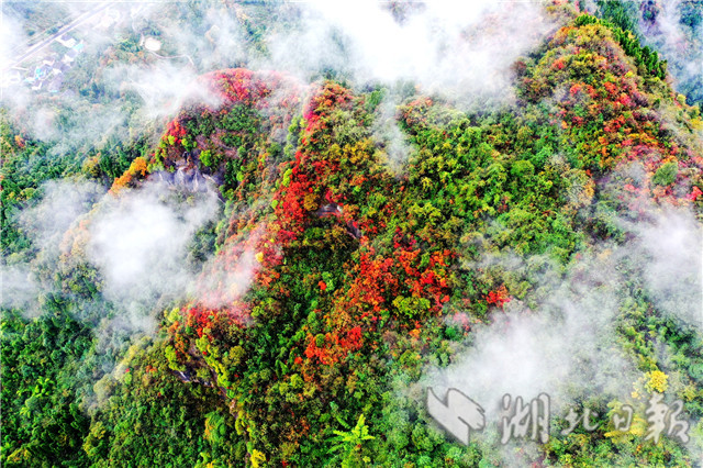 山嶺彩葉層林盡染 湖北這個地方迎來最佳觀賞期