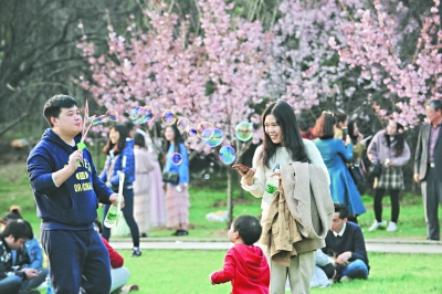 “櫻花季”3條地鐵線路週末增開列車