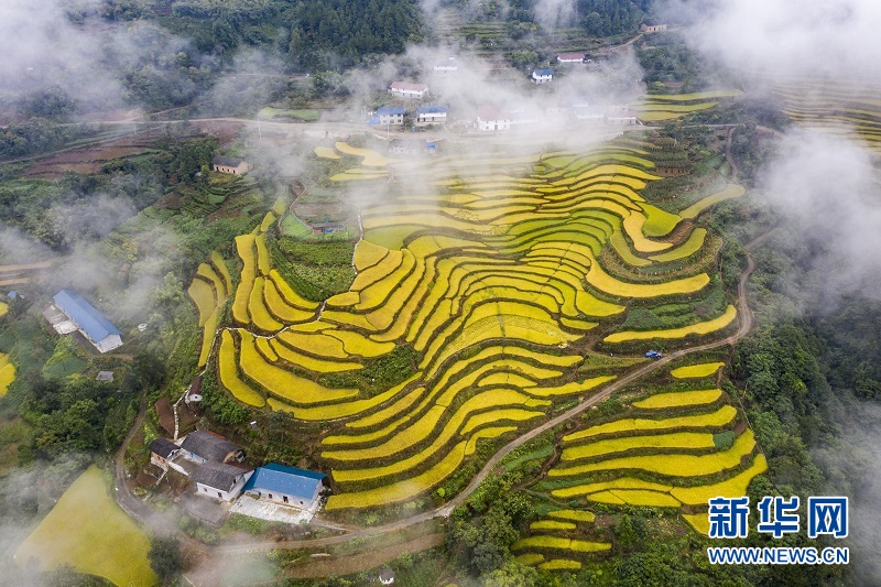 秭歸：高山冷水稻繪就“田園詩”