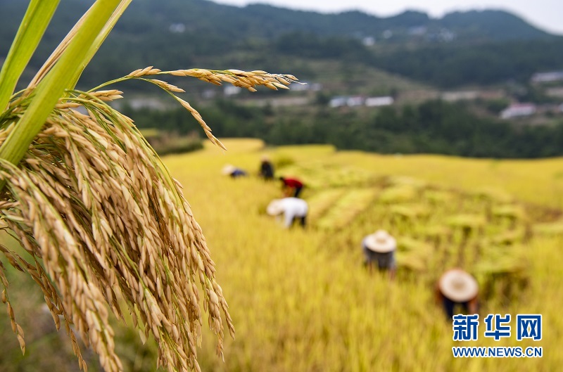 秭歸：高山冷水稻繪就“田園詩”