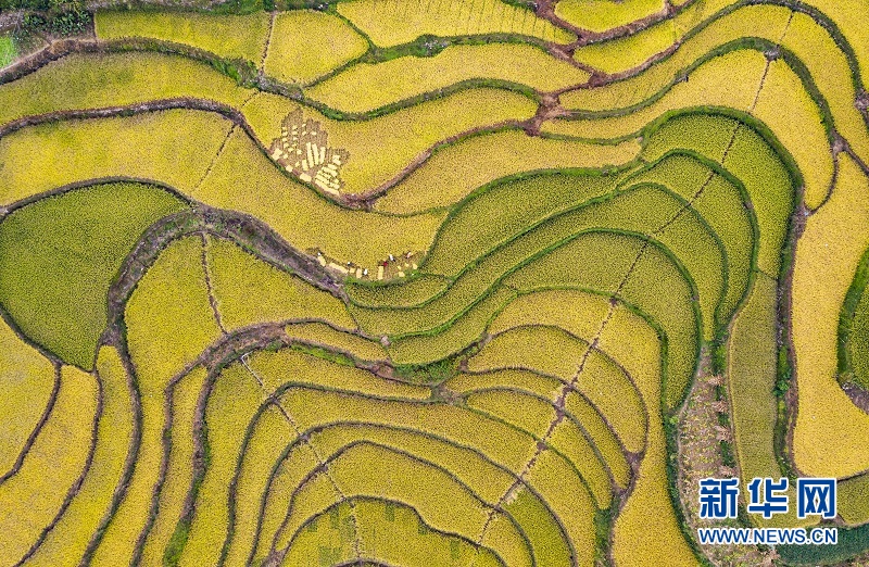 秭歸：高山冷水稻繪就“田園詩”