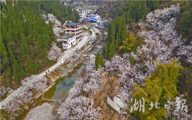 湖北宜昌：漫山櫻桃花開白如雪