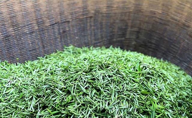 新茶價格漲三成 恩施玉露近32萬畝春茶陸續開採