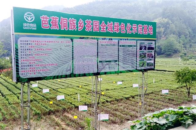 新茶價格漲三成 恩施玉露近32萬畝春茶陸續開採