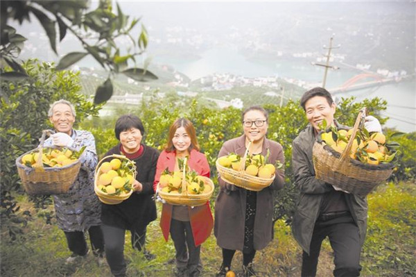 秭歸九月紅臍橙開園