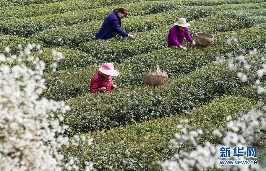 湖北秭歸早茶飄香