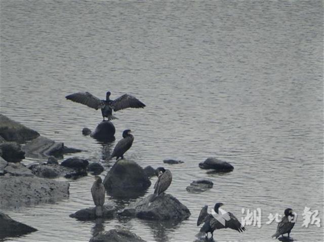 候鳥遷飛“先鋒部隊”陸續抵達湖北