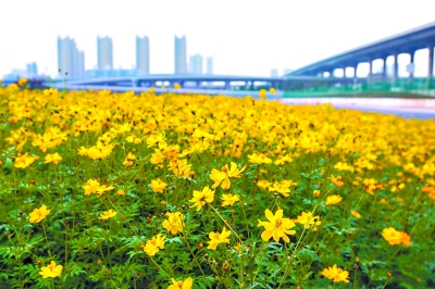 閒置用地變身百萬平米花田花海