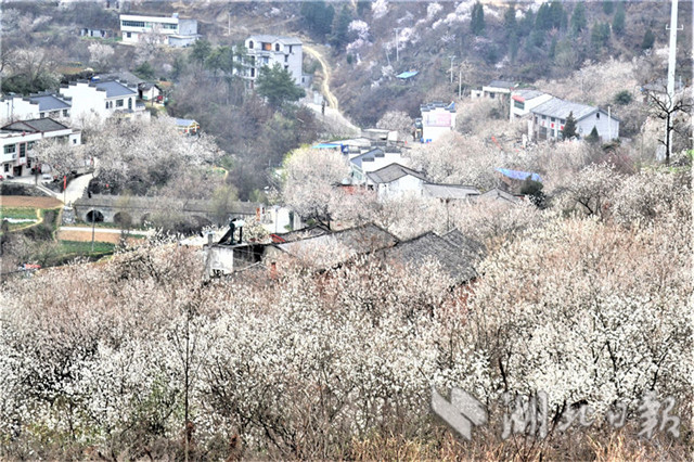 櫻桃山村入畫來