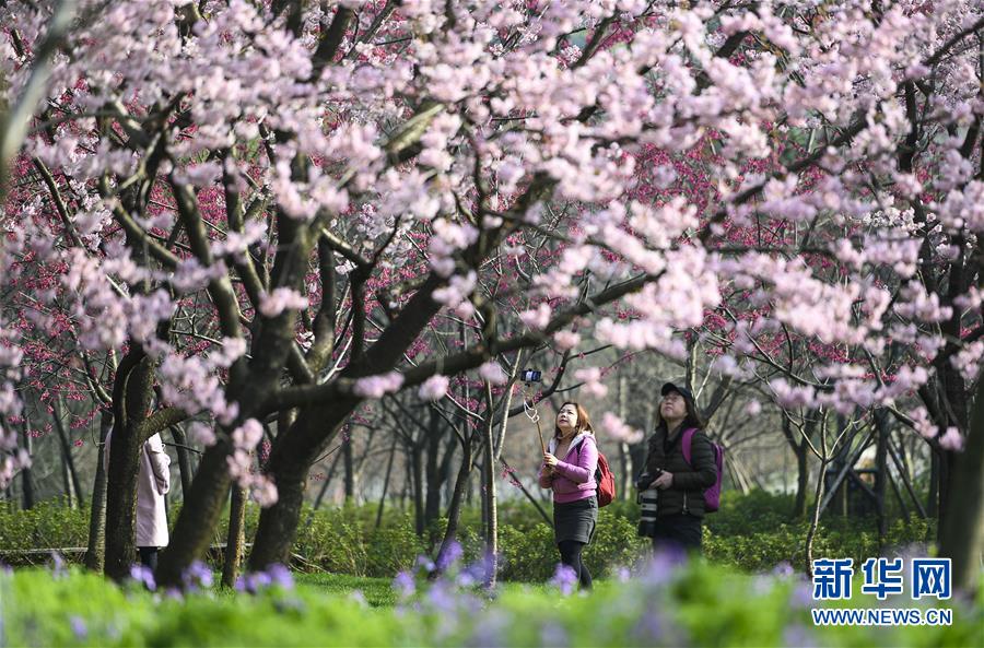 武漢東湖櫻花節開幕