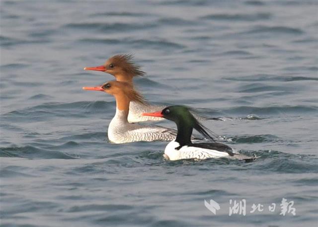 荊宜共建漳河中華秋沙鴨保護基地