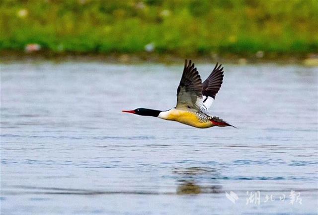 湖北延長野生鳥類禁獵期至2023年底