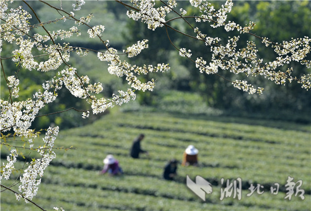 恩施：土苗山鄉採春茶