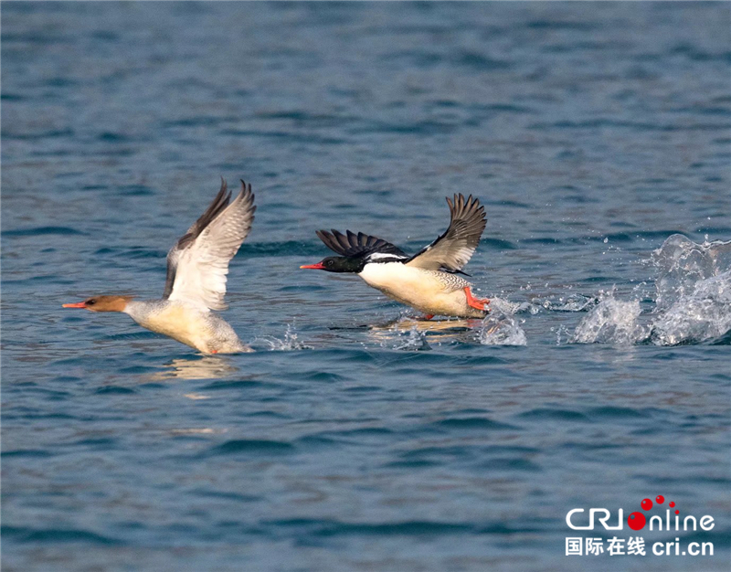 【湖北】【CRI原創】大群“國寶”中華秋沙鴨遷徙荊門漳河越冬（組圖）