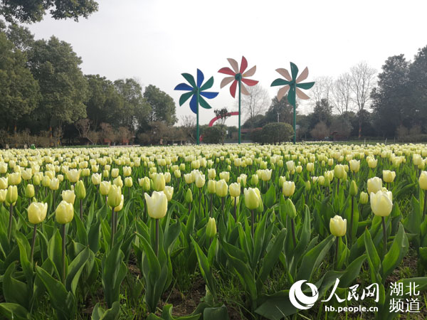 150萬株鬱金香將開放 千張鬱金香主題公園門票免費送市民