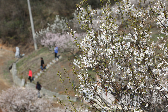 襄陽：農家櫻桃花開醉遊人