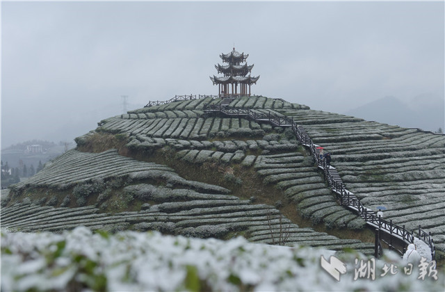 恩施：“冰雪茶園”潤新景