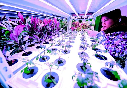 湖北孝感：智慧植物工廠産品銷歐美