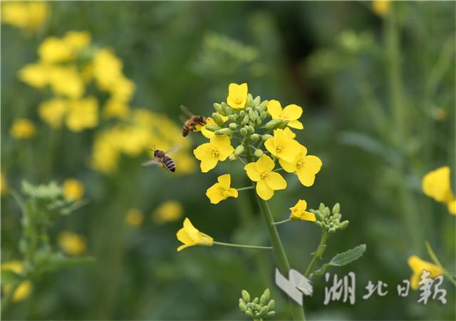 首屆湖北油菜花節在荊門沙洋開幕