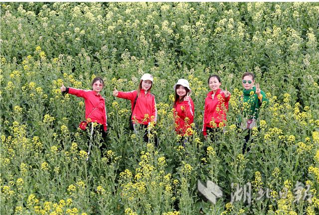 首屆湖北油菜花節在荊門沙洋開幕