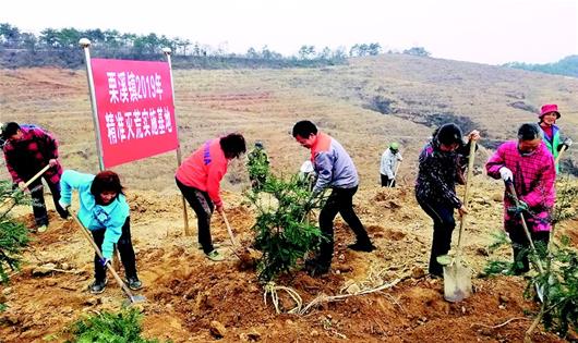 浠水長江岸線實施“綠林常綠”