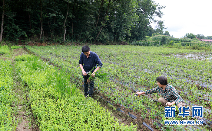 湖北襄陽剩餘貧困人口578戶將於11月底完成脫貧驗收