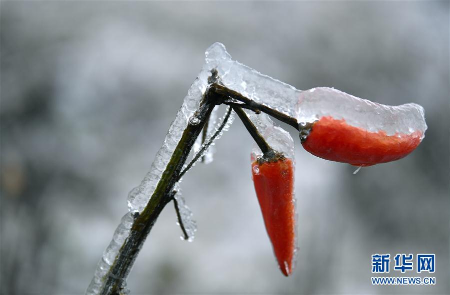 微觀冰雪入畫來