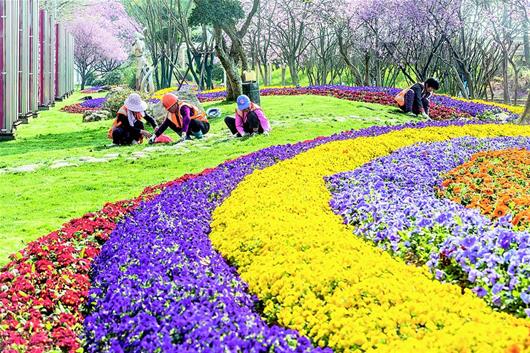 江城街頭春花爛漫