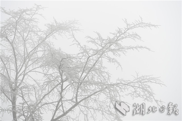 湖北來鳳：雪後冰淩 如銀花怒放