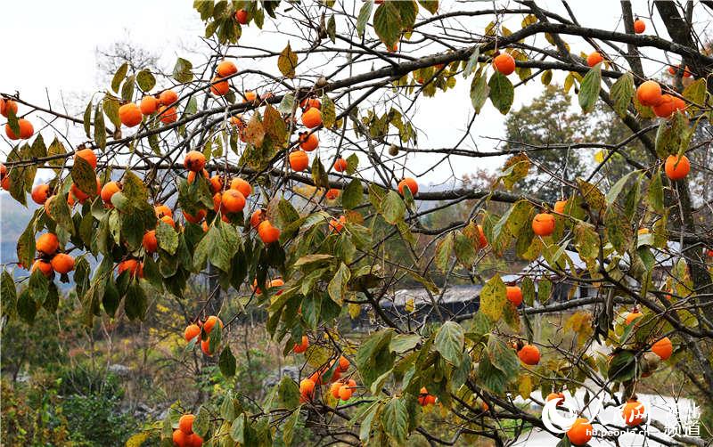 湖北保康：九路寨紅葉醉金秋