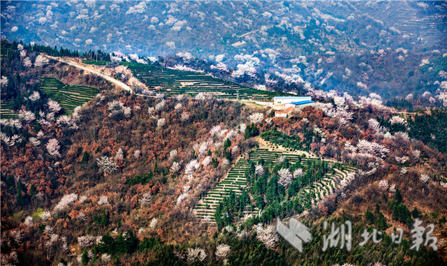 大悟山櫻 燦若雲霞