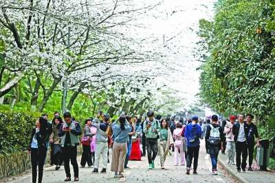 武漢大學賞櫻限流首日遊人如織 沒預約上的遊客可錯峰賞花