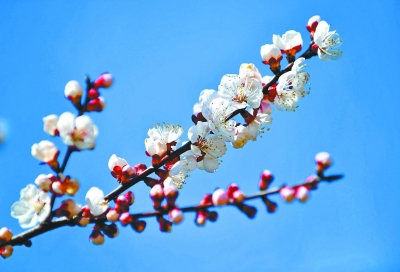 百花紅紫萬千株 爭艷武漢新花城