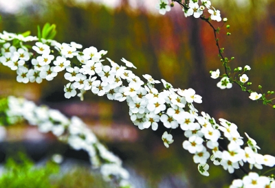 百花紅紫萬千株 爭艷武漢新花城