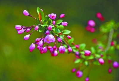 百花紅紫萬千株 爭艷武漢新花城