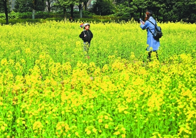 百花紅紫萬千株 爭艷武漢新花城