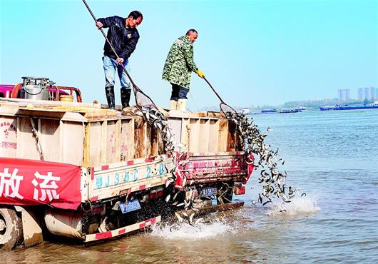 湖北黃石：增殖放流護生態