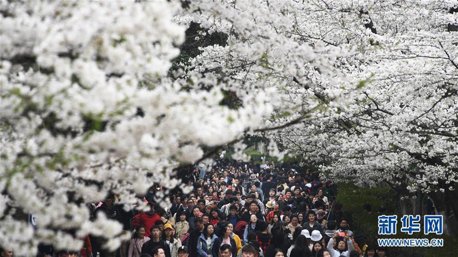 武漢大學：櫻花引客來